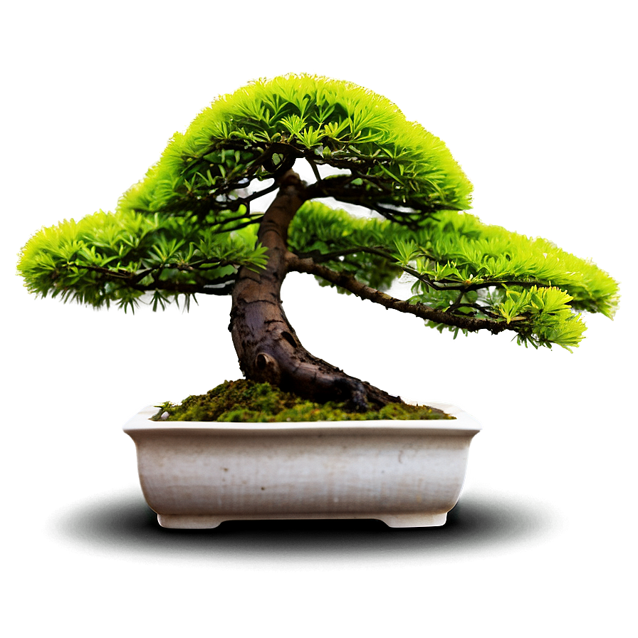 Bonsai Tree With Lanterns Png 06202024