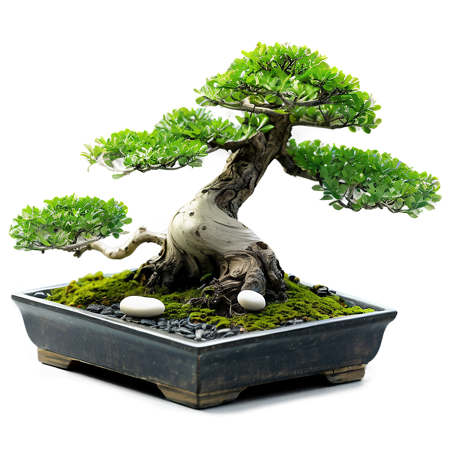 Bonsai Tree With Zen Stones Png 50