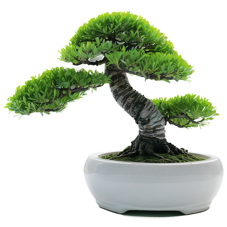 Bonsai Tree With Zen Stones Png Svv