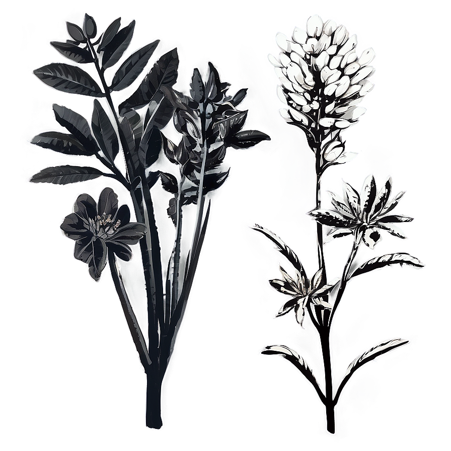 Botanical Black And White Png 22