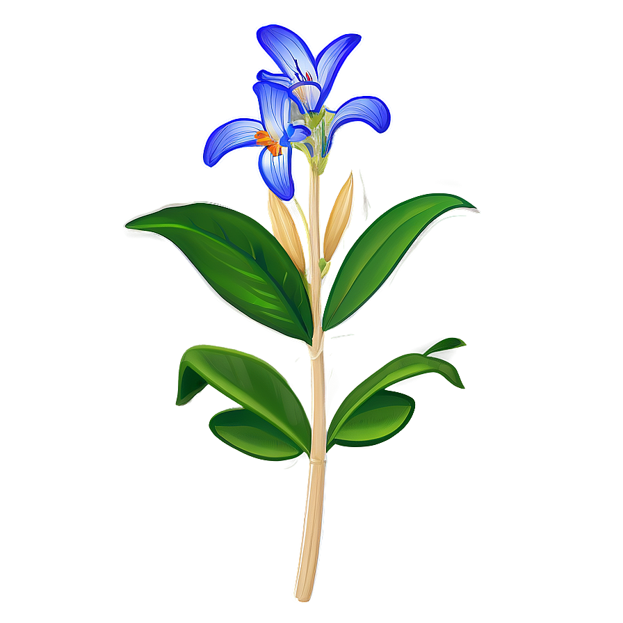 Botanical Study Drawing Png Dbl2