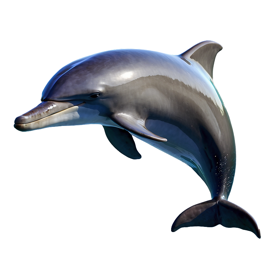 Bottlenose Dolphin Png 73