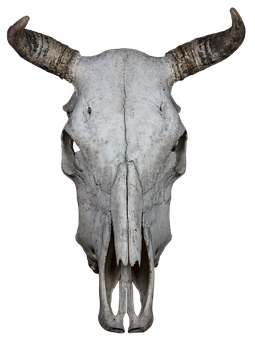 Bovine Skullwith Horns