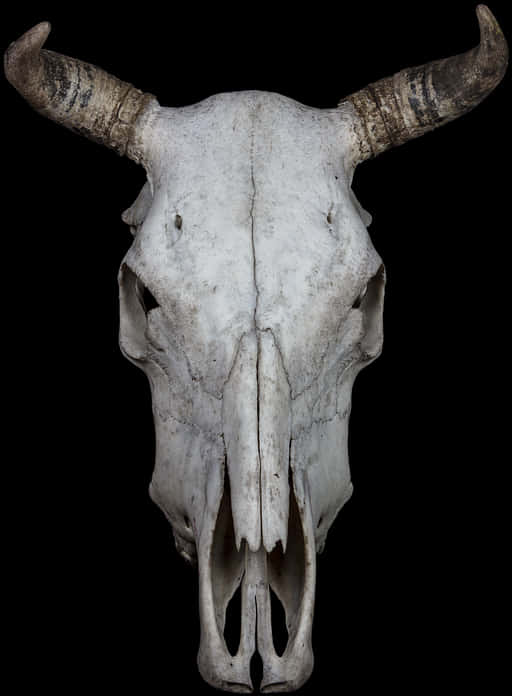 Bovine Skullwith Horns