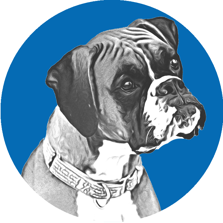 Boxer Dog Portrait Blue Background