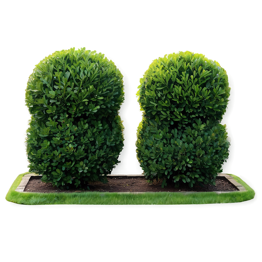 Boxwood Border Png Saq