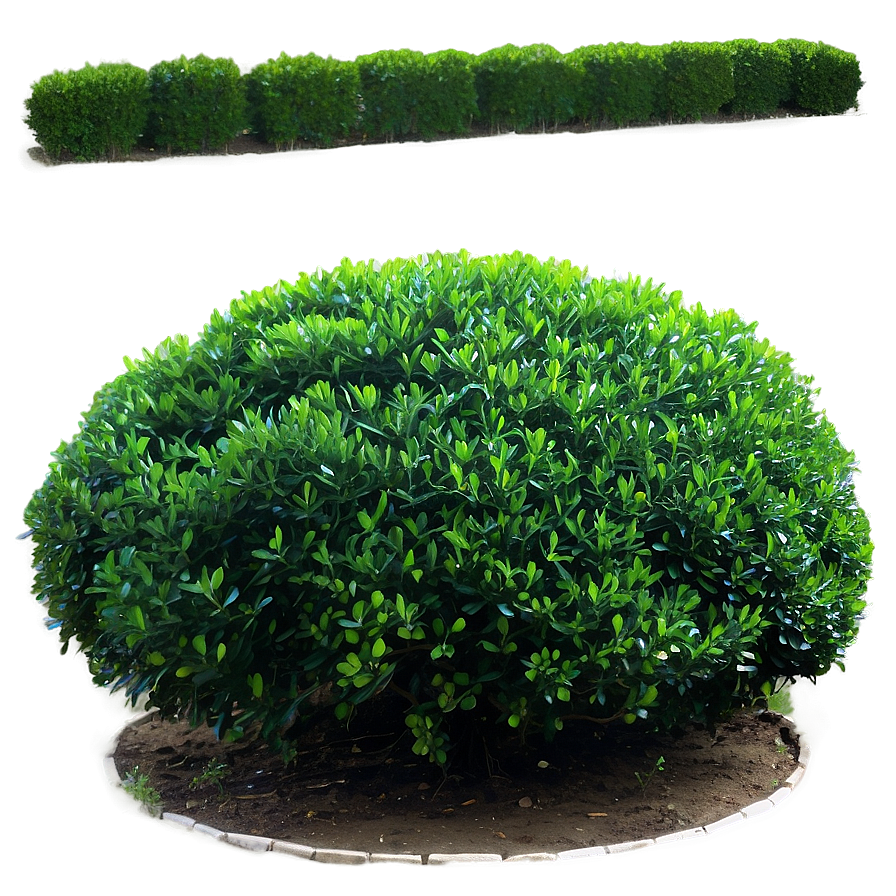 Boxwood Bush Png 06212024