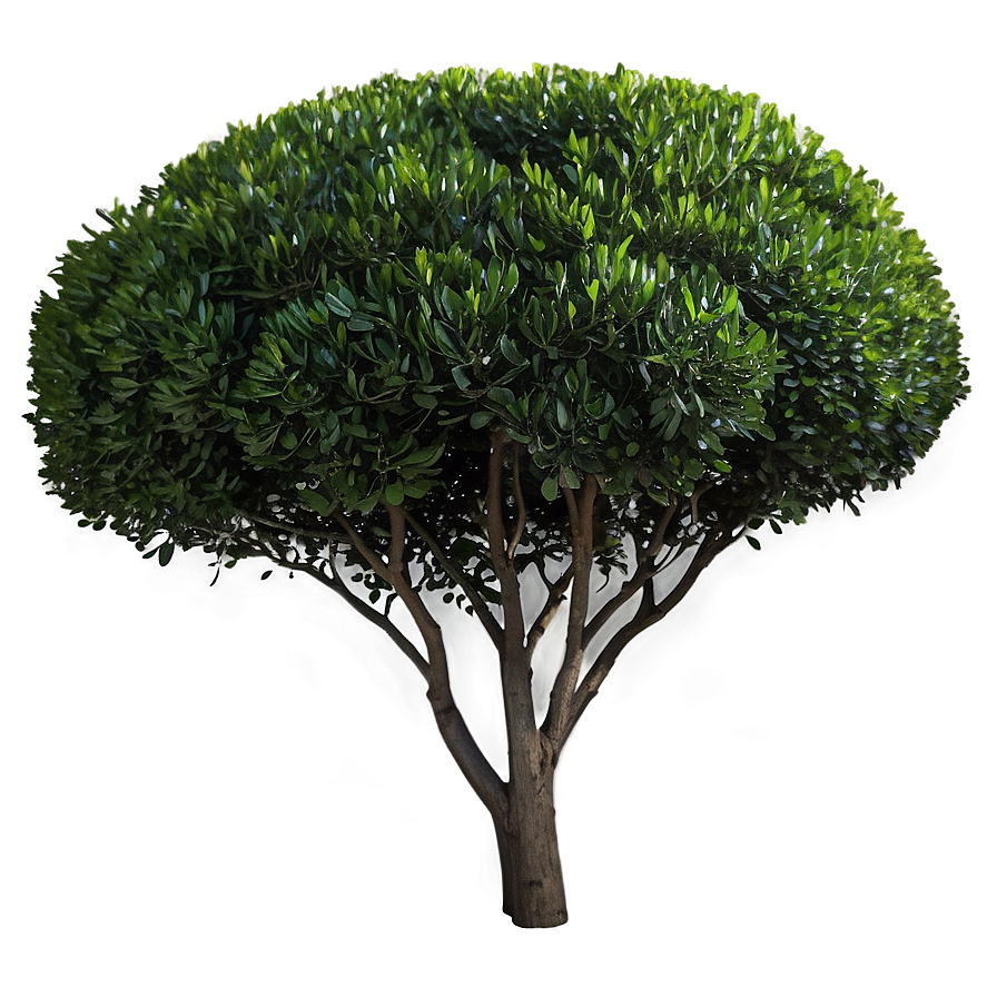 Boxwood Clipping Png 79