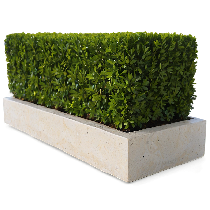 Boxwood Edging Png 49