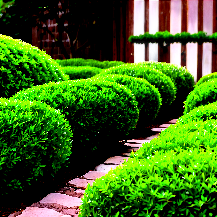 Boxwood Garden Png 06212024