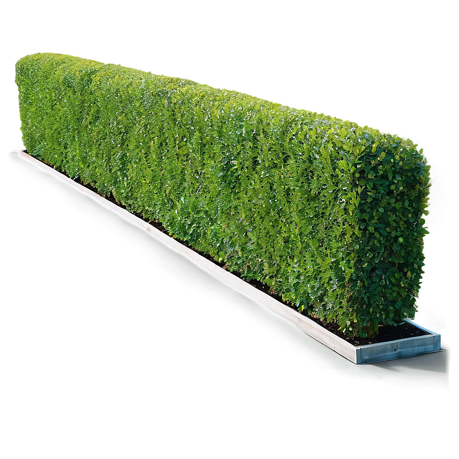 Boxwood Hedge Png 06212024