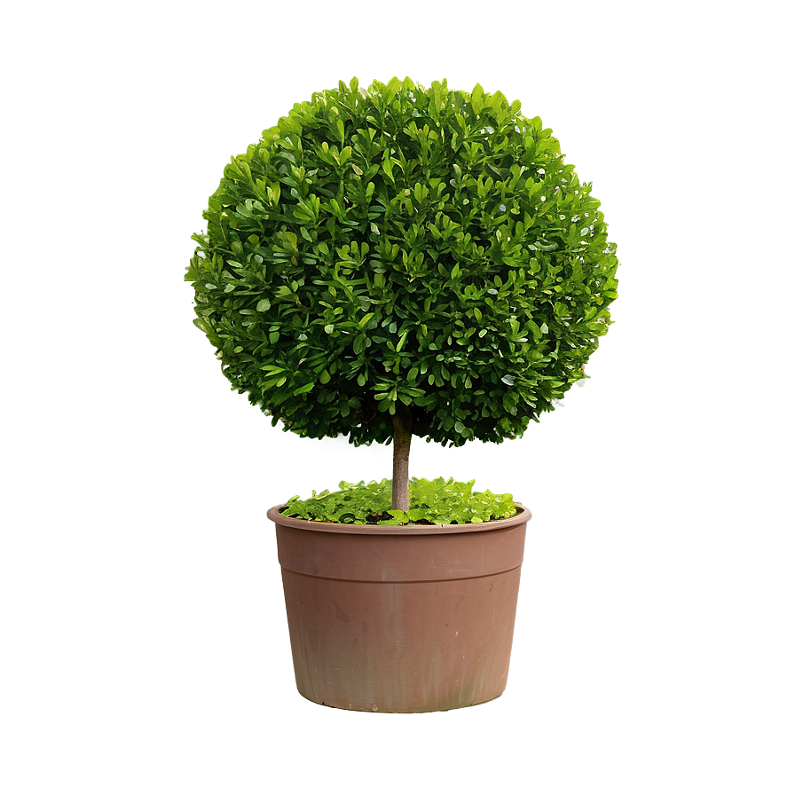 Boxwood Hedge Png Jsq