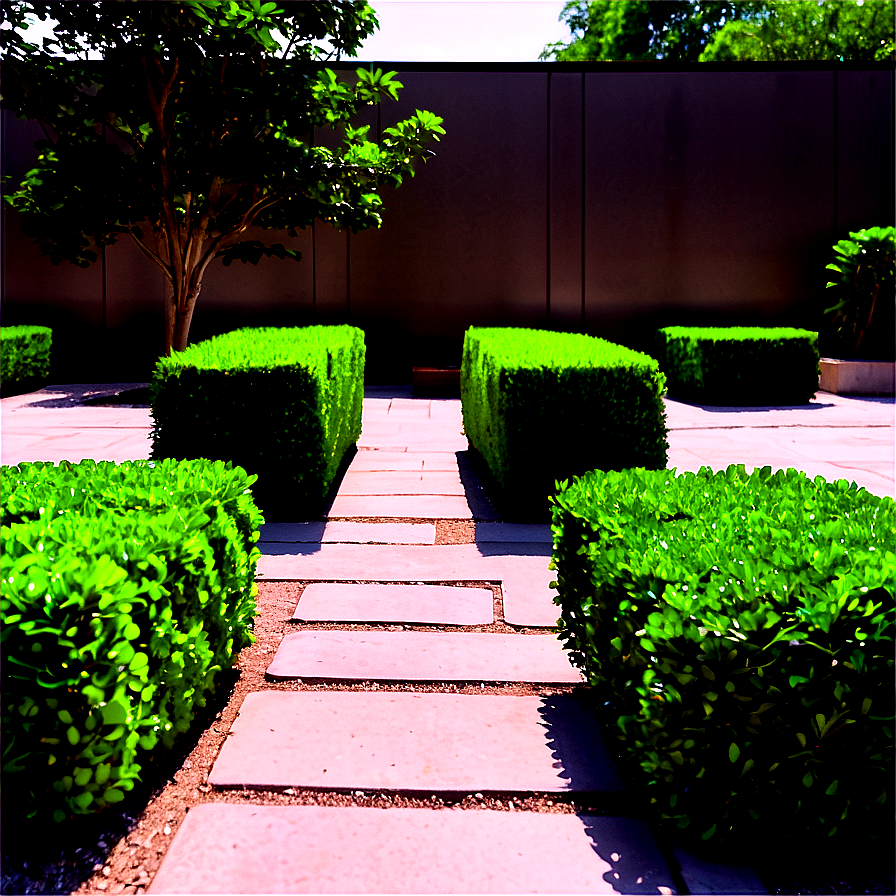 Boxwood In Courtyard Png 06212024