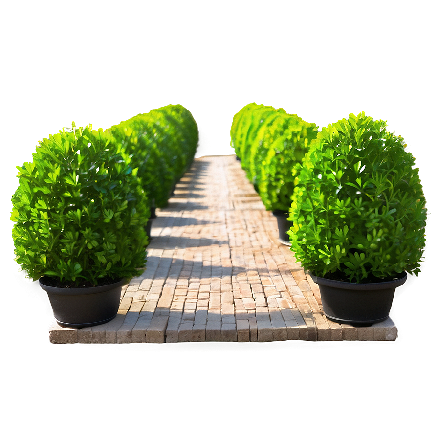 Boxwood Pathway Png Ftu37