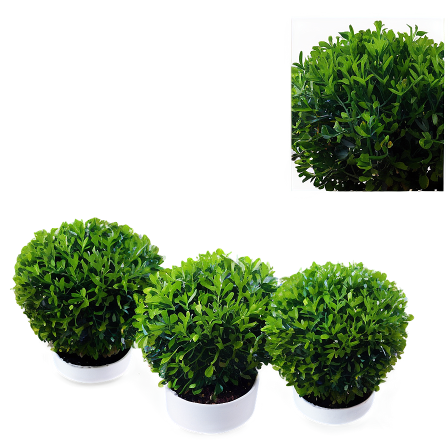 Boxwood Pattern Png Dqw