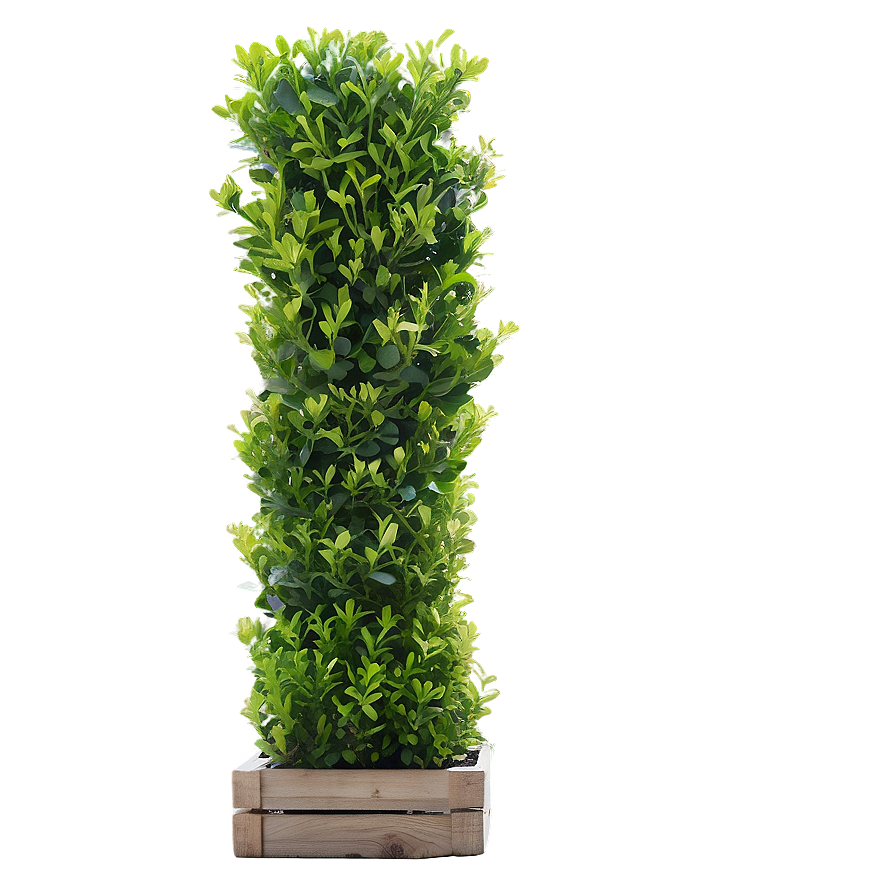 Boxwood Row Png Lee