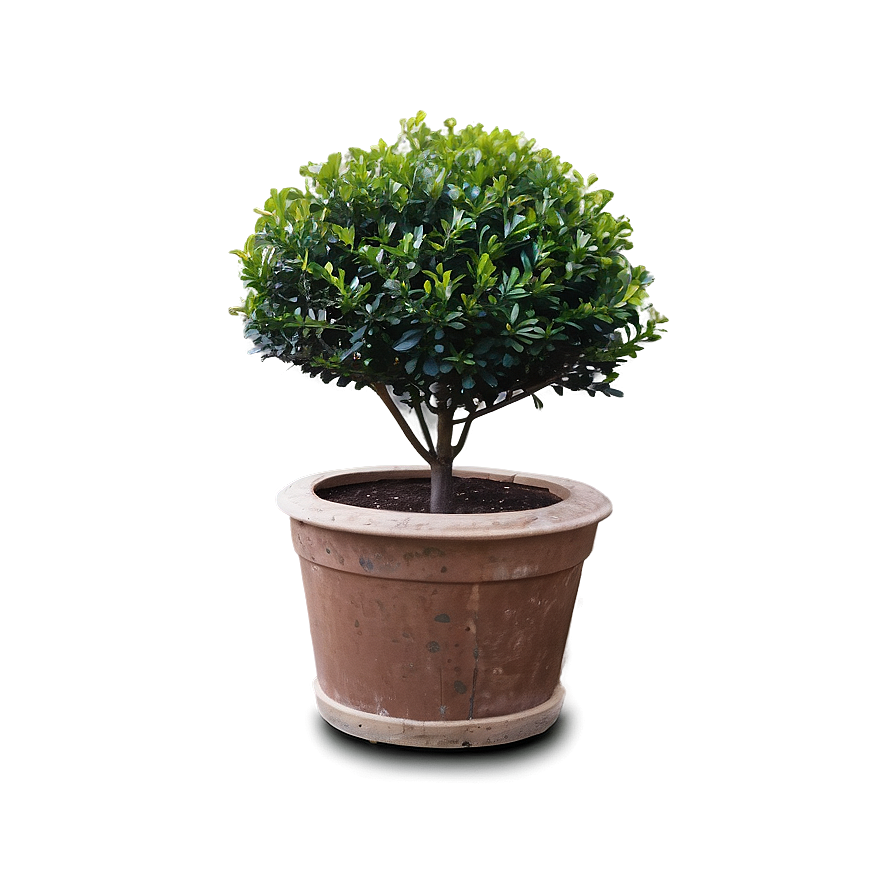 Boxwood Shrub Png Eaf