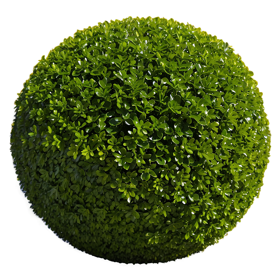 Boxwood Sphere Png 93