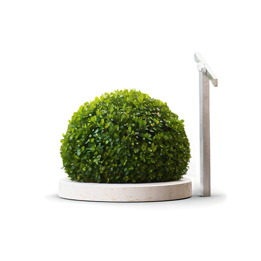 Boxwood Sphere Png 98