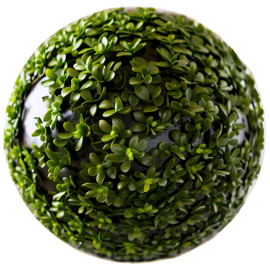 Boxwood Sphere Png Nfn2