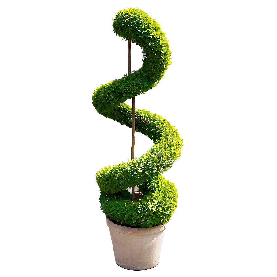 Boxwood Spiral Topiary Png 06212024