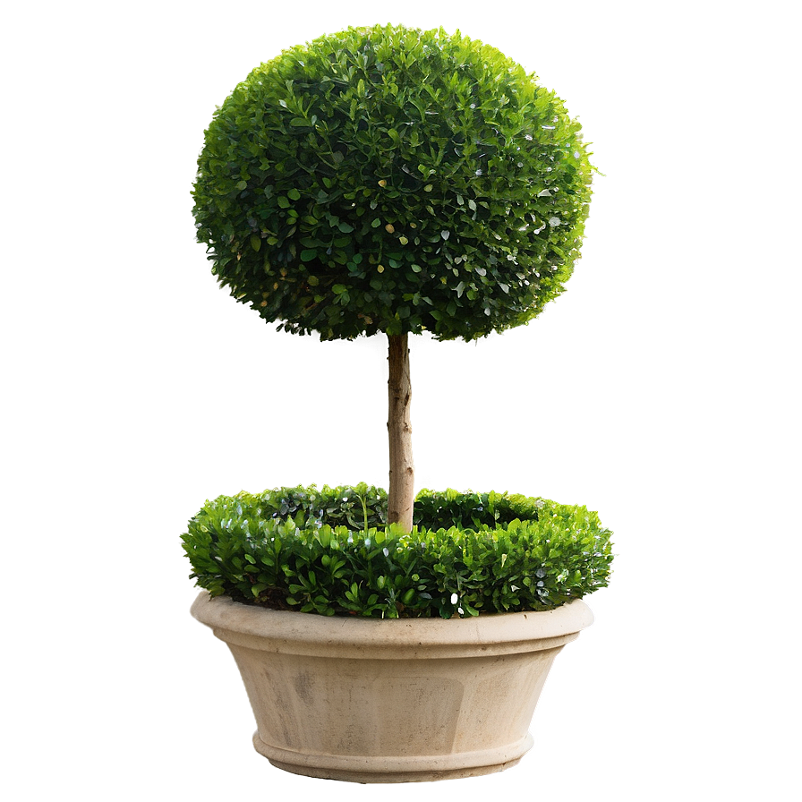 Boxwood Topiary Png 06212024