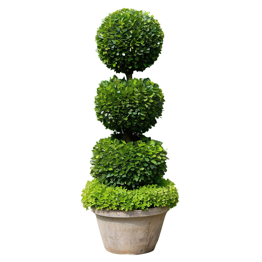 Boxwood Topiary Png Bpt87