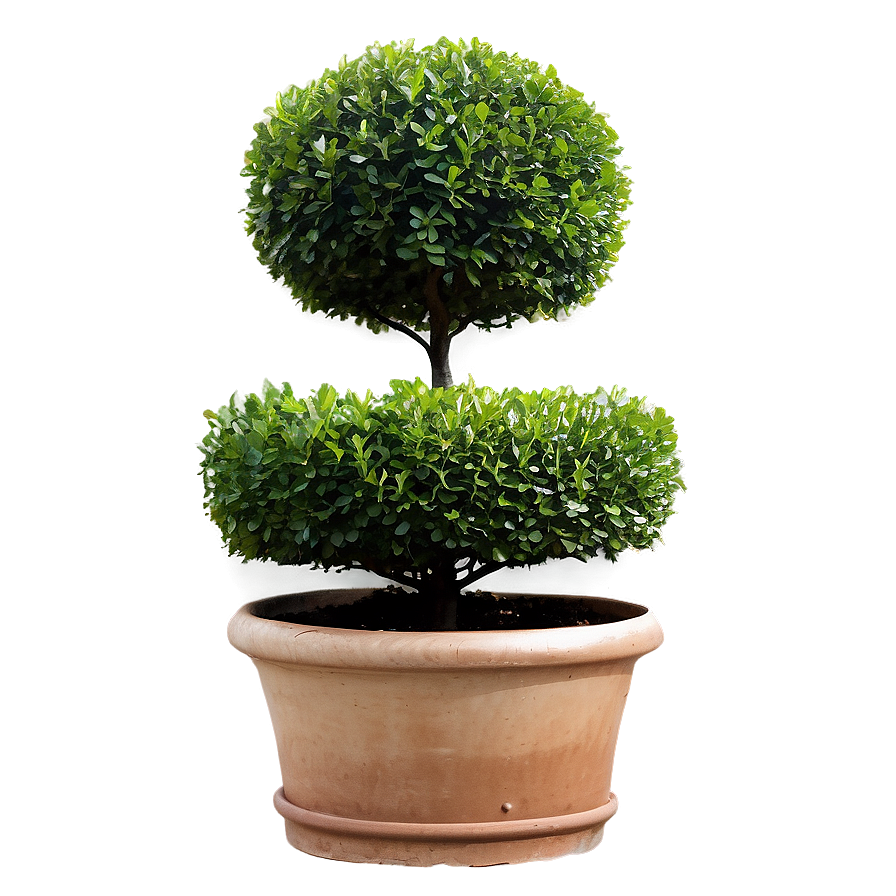 Boxwood Topiary Png Rbn