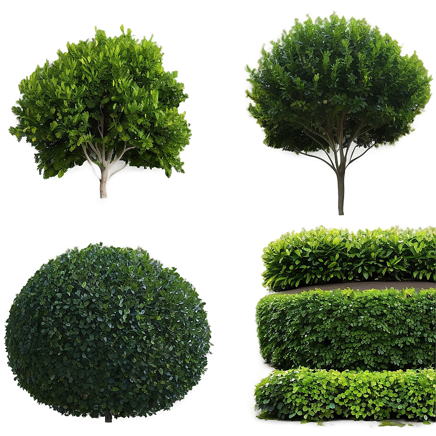 Boxwood Wall Png 4