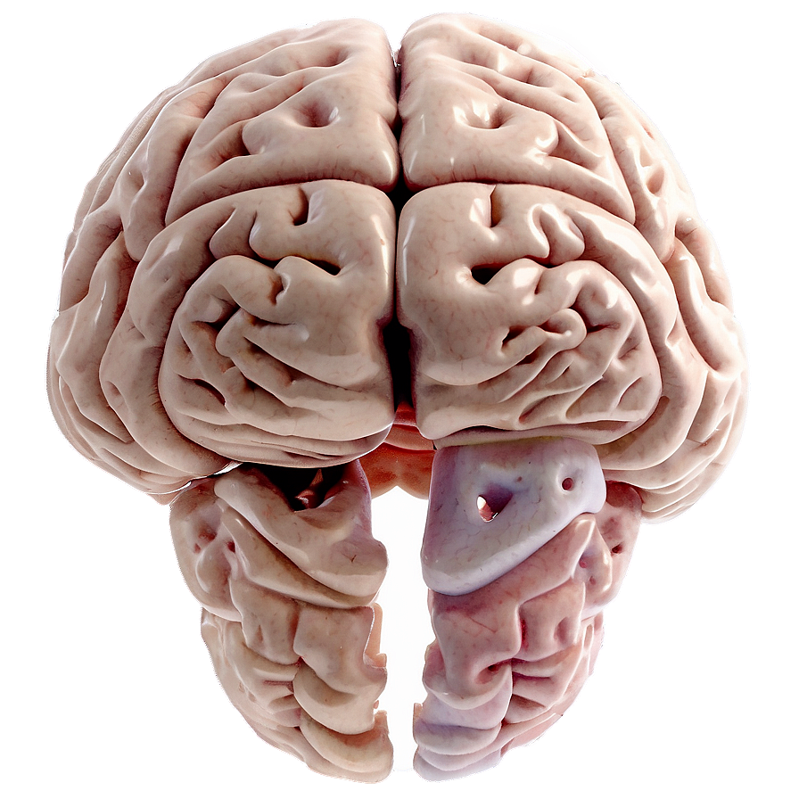 Brain Development Stages Png 67