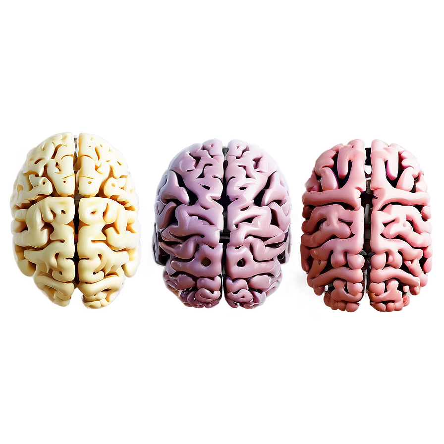 Brain Development Stages Png Ocm71