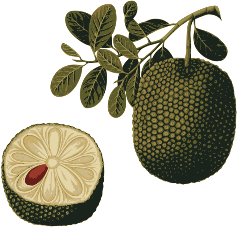 Breadfruit Branchand Cross Section Illustration