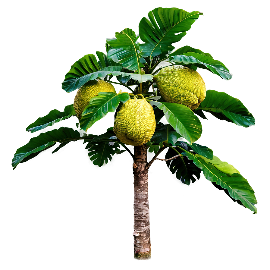 Breadfruit Tree Png Rii