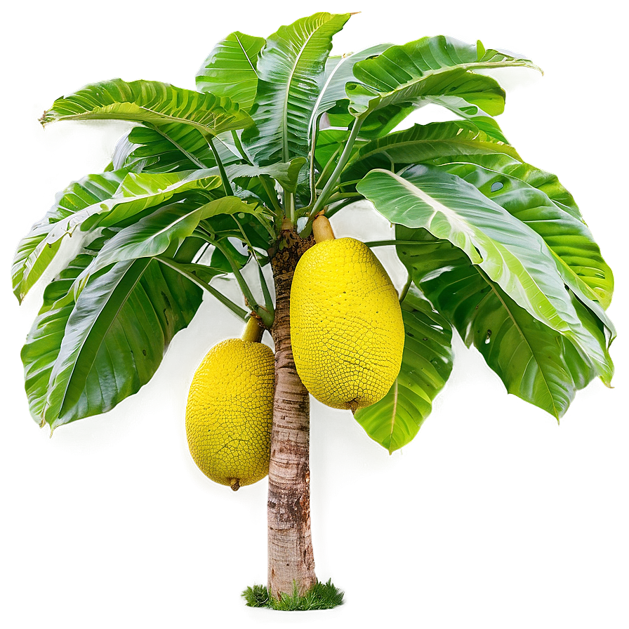 Breadfruit Tree Png Vuv53