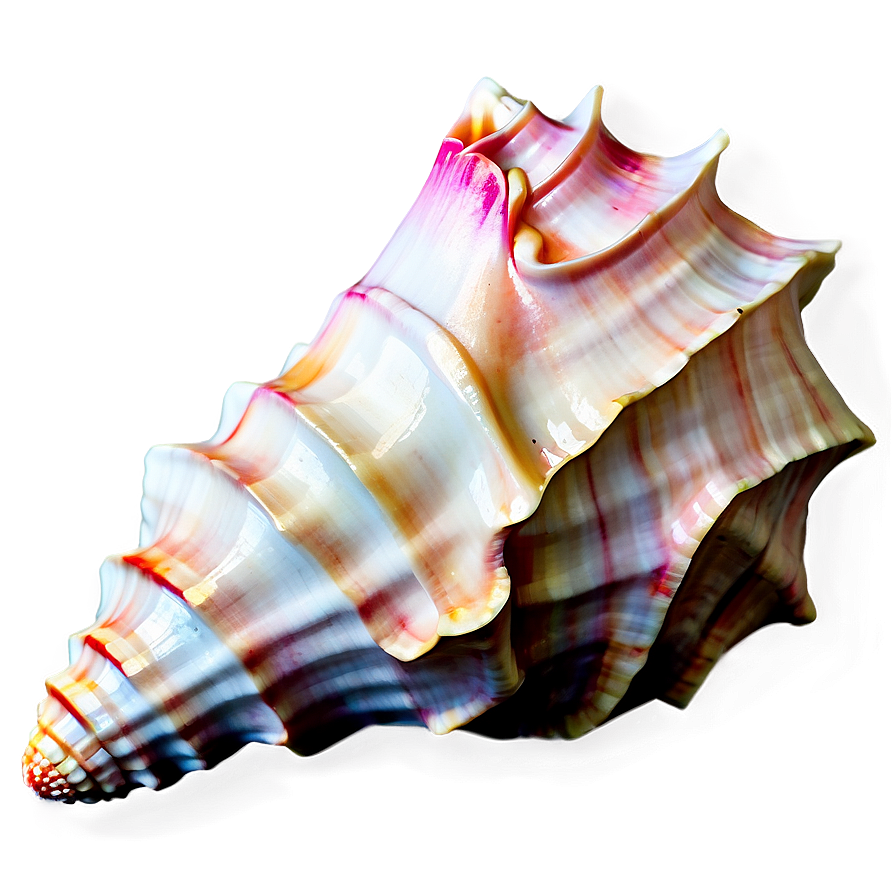 Bright Conch Shell Png 44