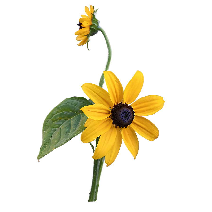 Bright Yellow Black Eyed Susan Png 06282024