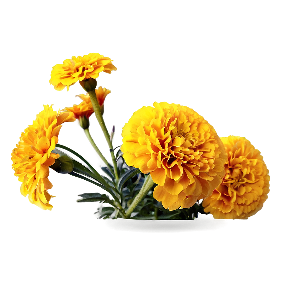 Bright Yellow Marigolds Png 06132024