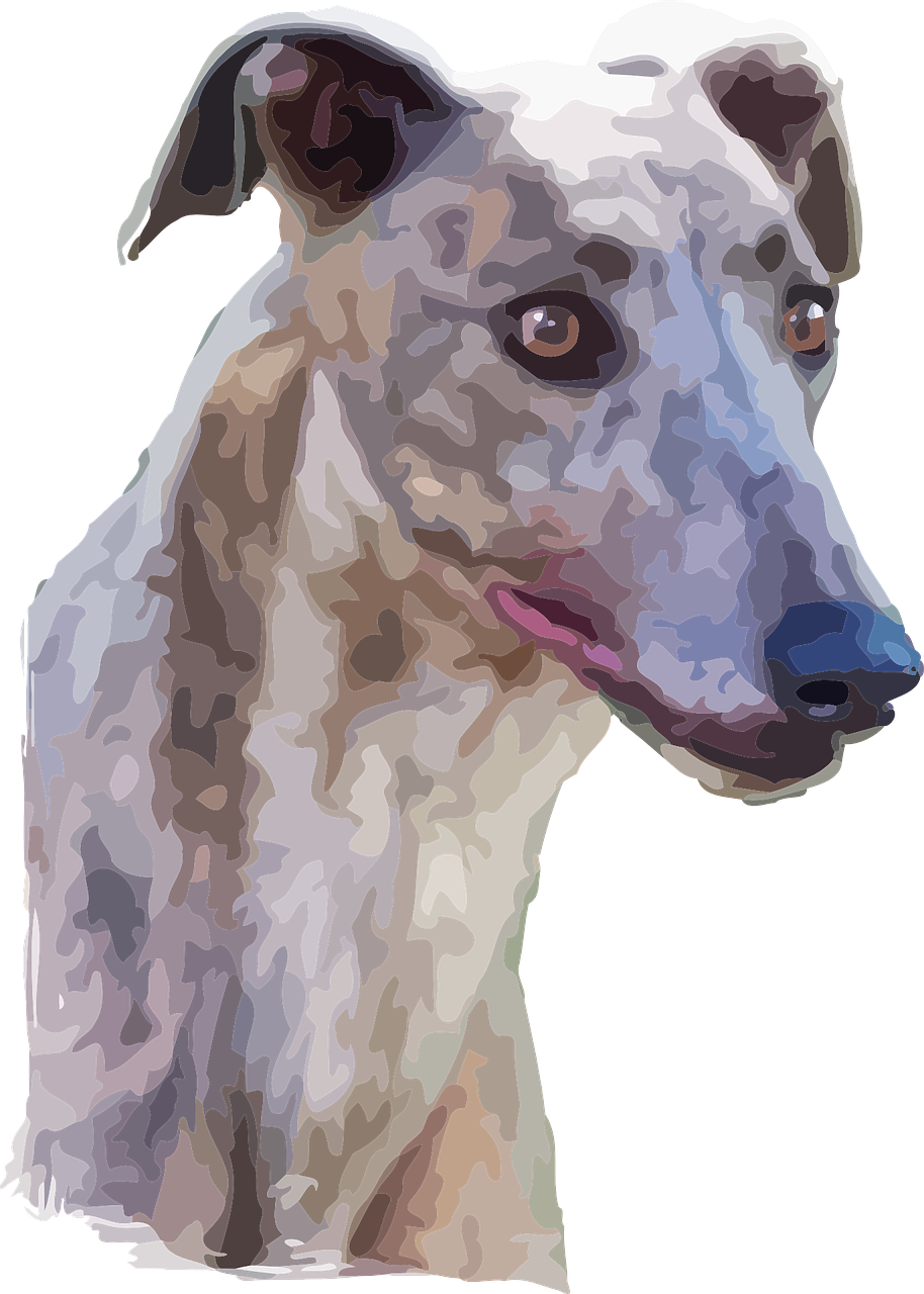 Brindle Greyhound Portrait