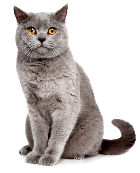 British Shorthair Cat Yellow Eyes