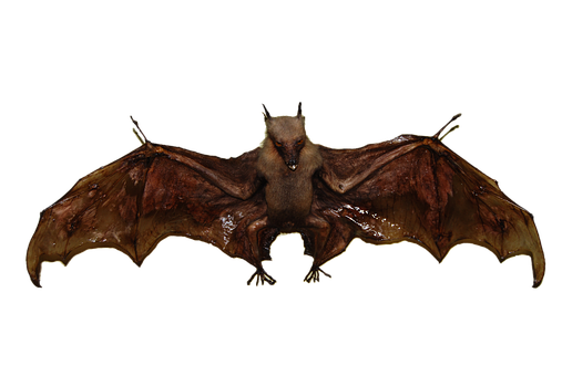 Brown Bat Spread Wings