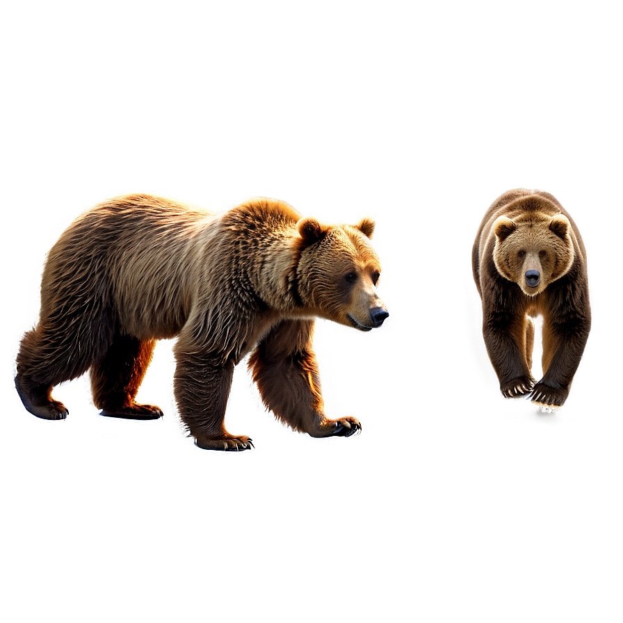 Brown Bear Png Fsp85