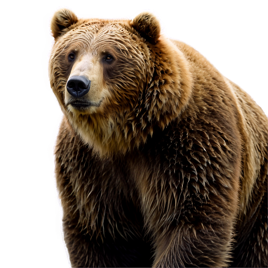 Brown Bear Png Qfr