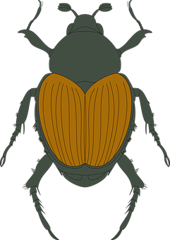 Brown Beetle Illustration