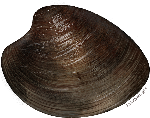Brown Clam Shell Texture