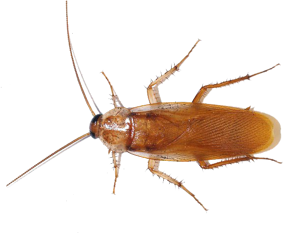 Brown Cockroach Isolated Image