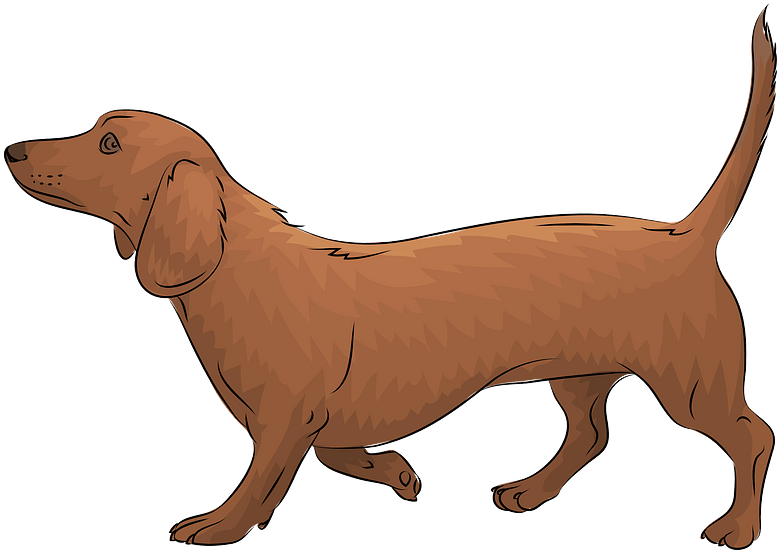 Brown Dachshund Illustration