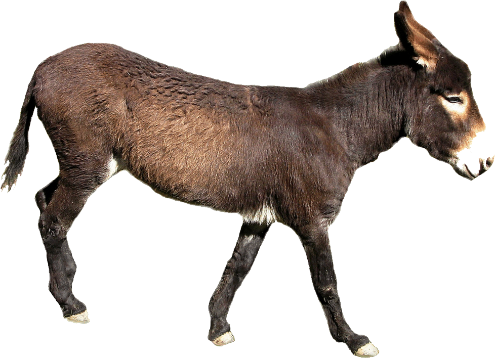 Brown Donkey Profile Transparent Background