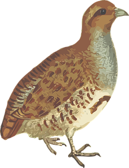 Brown Feathered Quail Illustration