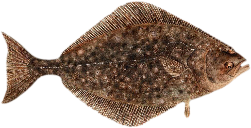Brown Flounder Fish Illustration