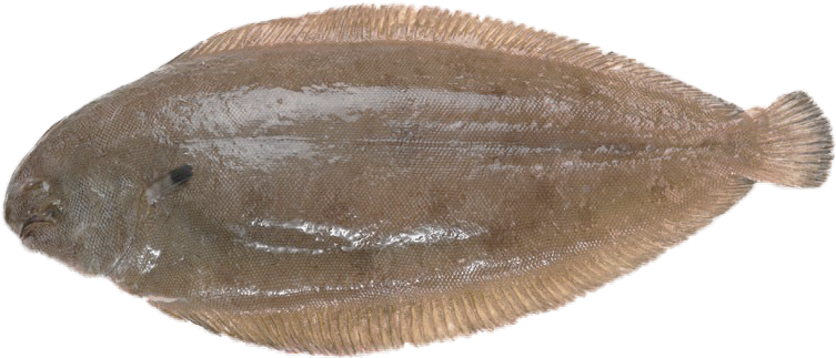 Brown Flounder Fish Isolated